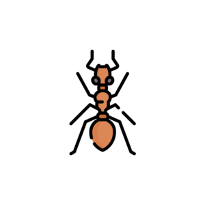 Ant