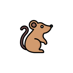 Rat